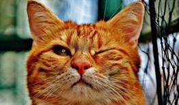 新瓜最新爆料猫小纯,揭秘娱乐圈背后的惊人真相